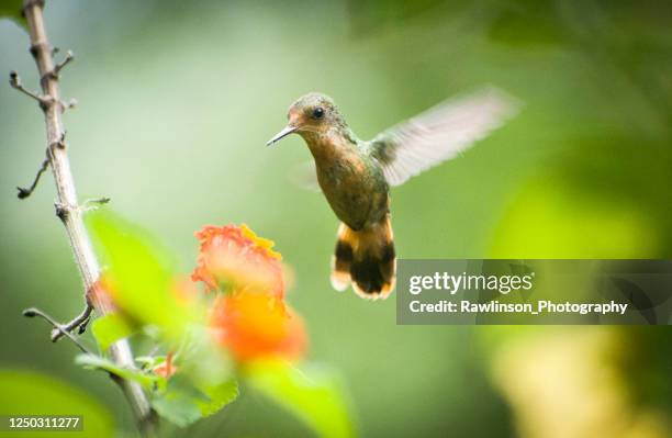 tufted coquette hummingbird in flight - tufted coquette stock pictures, royalty-free photos & images