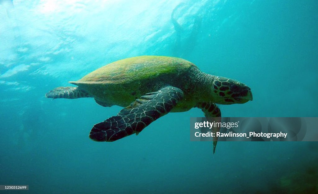 Hawksbill Sea Turtle Swimming