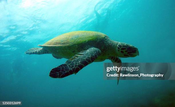 hawksbill sea turtle swimming - leatherback turtle stock pictures, royalty-free photos & images