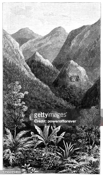 stockillustraties, clipart, cartoons en iconen met de blauwe bergen van jamaica in het caribisch gebied - 19e eeuw - blue mountains