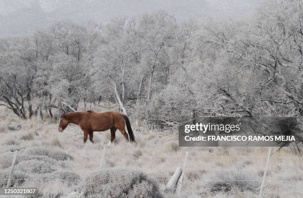 Horse walks on a field covered by volcanic ash from Chilean volcano Puyehue, near Villa Llanquin, a hamlet along route 40 on the banks of Limay...