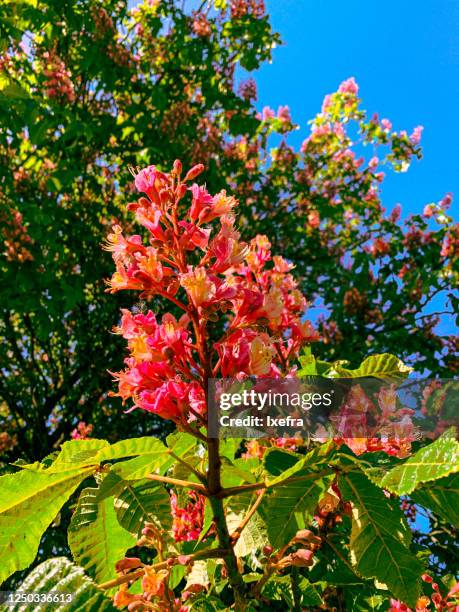red horse-chestnut bloom - picture of a buckeye tree stock pictures, royalty-free photos & images