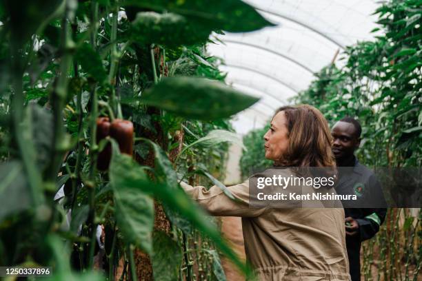 Panuka 2,064 Harris Farms Stock Photos, High-Res Pictures, and Images - Getty ...