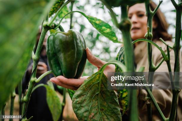 Panuka 393 Zambia Agriculture Stock Photos, High-Res Pictures, and Images ...