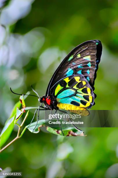 ➉Ornithoptera.p.euphorion 56 Ornithoptera Euphorion Stock Photos, High-Res Pictures, and
