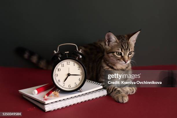 charming, grey, fluffy kitten, bouquet of blooming flowers, vintage books, pencils, red apple and a notepad with a handwritten inscription on a white, wooden table. welcome to school - desk of student alarm clock books and pencils stock pictures, royalty-free photos & images