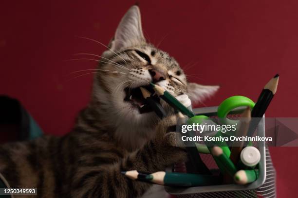 charming, grey, fluffy kitten, bouquet of blooming flowers, vintage books, pencils, red apple and a notepad with a handwritten inscription on a white, wooden table. welcome to school - desk of student alarm clock books and pencils stock pictures, royalty-free photos & images