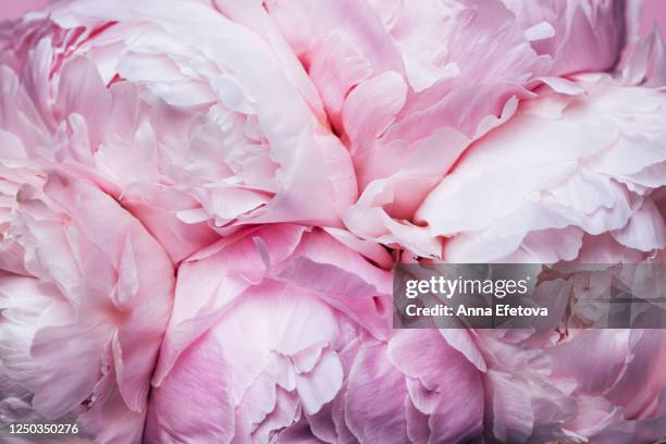 the bouquet of peonies - peony bouquet stock pictures, royalty-free photos & images