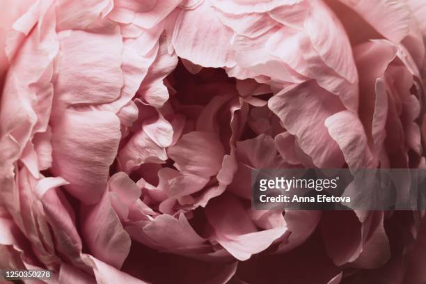 beautiful pink peony - peónia imagens e fotografias de stock