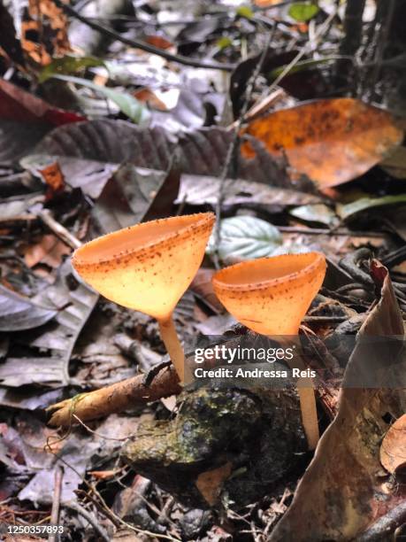 a pair of orange funguses - gunung mulu national park stock pictures, royalty-free photos & images