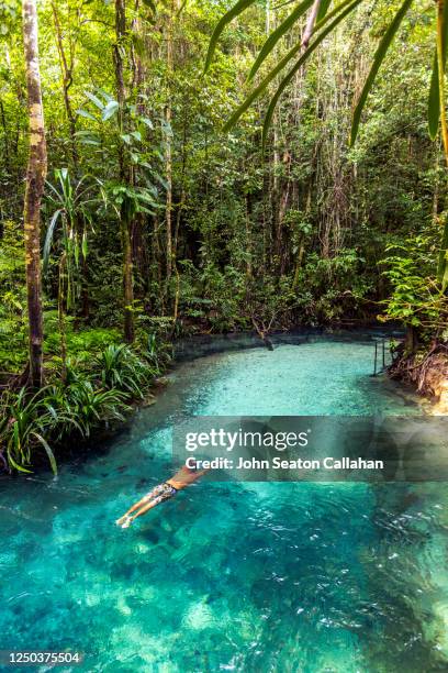 indonesia, forest stream - irian jaya photos et images de collection