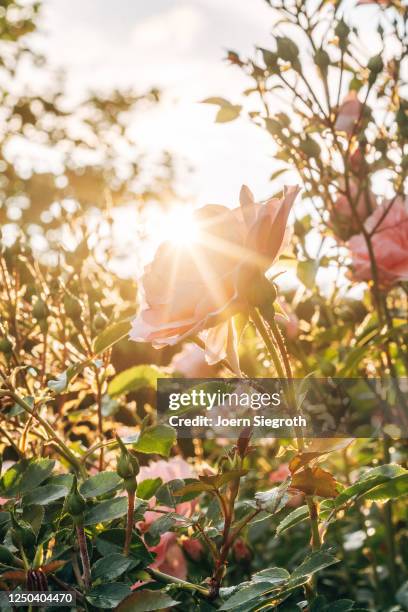 rosen aus dem garten im gegenlicht - garten gegenlicht fotografías e imágenes de stock