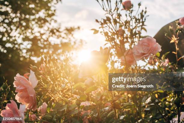 rosen aus dem garten im gegenlicht - zonnenbloem stockfoto's en -beelden
