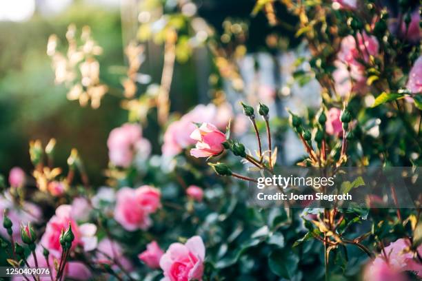 rosen aus dem garten im gegenlicht - garten gegenlicht fotografías e imágenes de stock