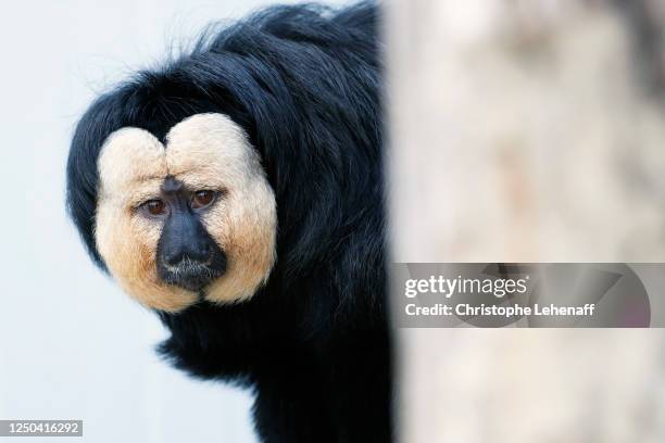 saki monkey - white faced saki monkey stock pictures, royalty-free photos & images