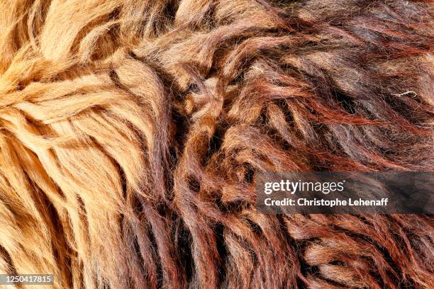 mane of a lion - peau animale photos et images de collection