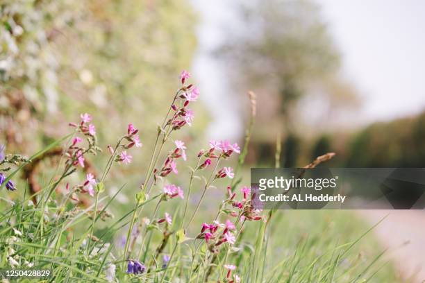 red campion growing by a country road - 道端の草地 ストックフォトと画像