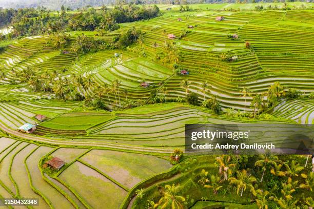 bali, aerial view of jatiluwih rice terraces in sunrise. - jatiluwih rice terraces stock pictures, royalty-free photos & images