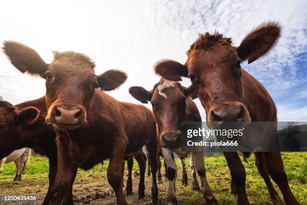 funny cows portrait with a wide angle lens: crazy playful cattle - cow stock pictures, royalty-free photos & images