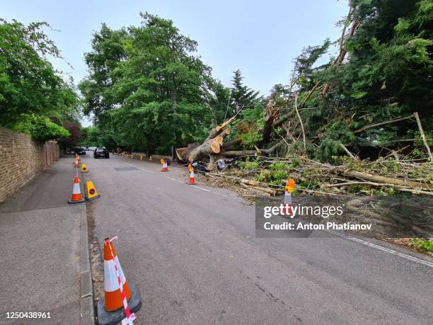 richmond-upon-thames, london, united kingdom - june 17, 2020: big tree fell on ford fiesta car parked on side of fife road - phatianov stock pictures, royalty-free photos & images