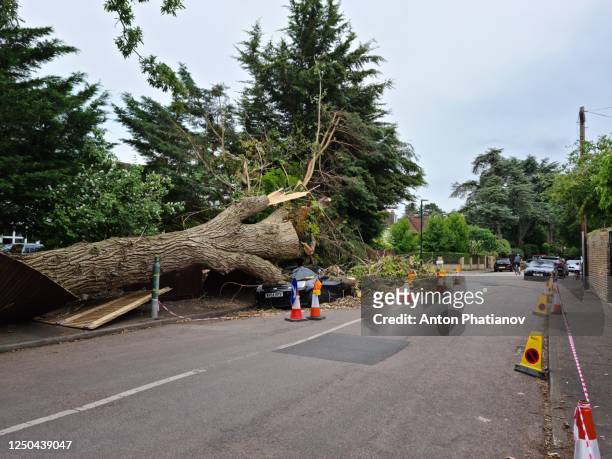 richmond-upon-thames, london, united kingdom - june 17, 2020: big tree fell on ford fiesta car parked on side of fife road - phatianov imagens e fotografias de stock
