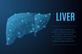 Futuristic glowing low polygonal anatomic model of human liver made of stars, lines, dots, triangles isolated on dark blue background. Medical and anatomy concept. Modern wireframe vector illustration.