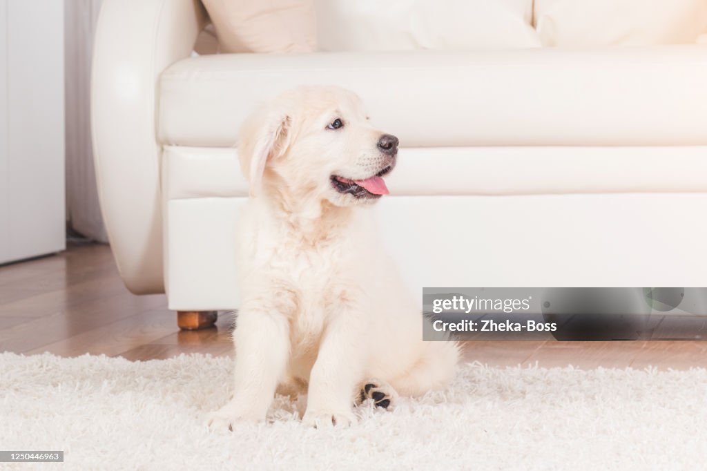 Retriever puppy sitting on carpet