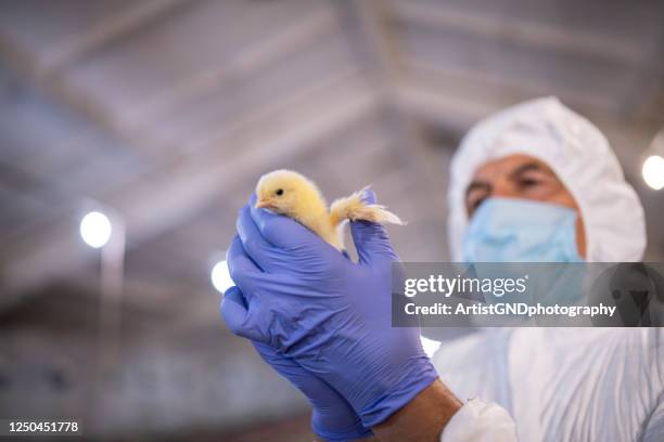 examining chick in farm with protective clothing. - 1 chick stock pictures, royalty-free photos & images