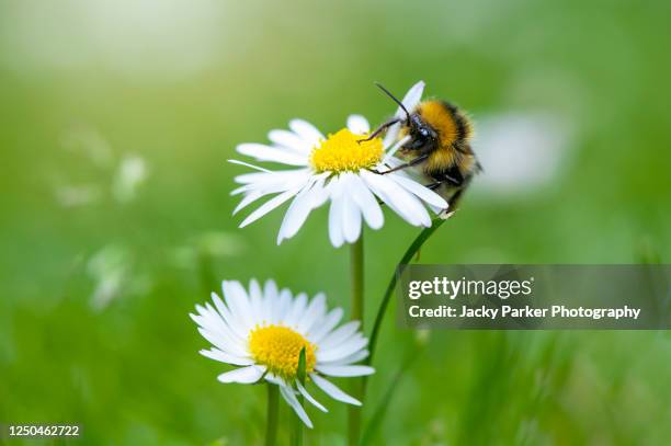 close-up image of a bee collecting pollen from a white daisy flower taken against a soft background - bumblebee stock pictures, royalty-free photos & images