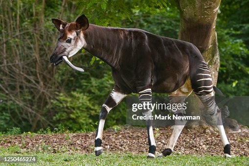 Okapi Okapi