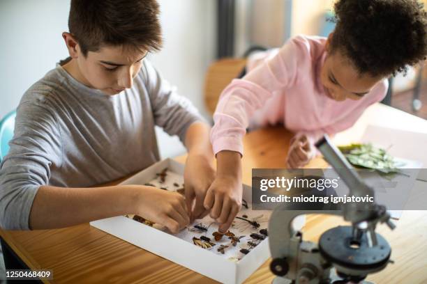 Bug Collection Science Project Insect Pin Photos and Premium High Res Pictures - Getty Images