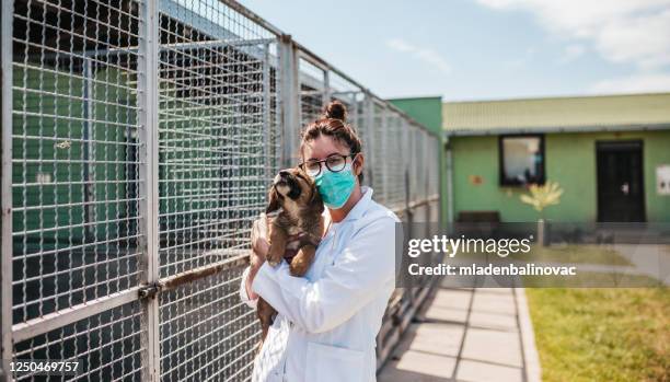 veterinarian at animal shelter checking health of dogs. - save a pet stock pictures, royalty-free photos & images