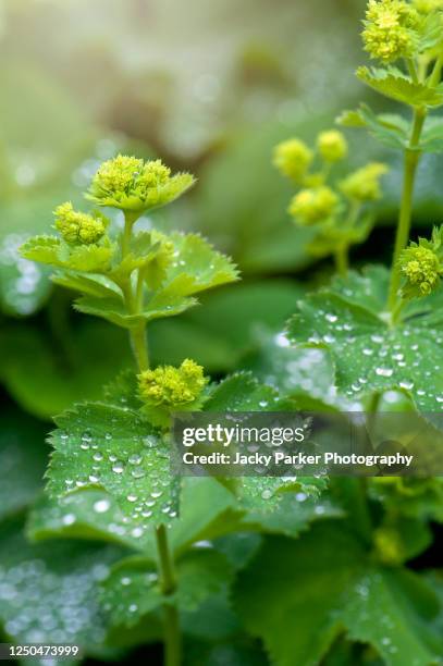 close-up image of the shade loving perennial alchemilla mollis (lady`s mantle) flowers - ladys mantle stockfoto's en -beelden