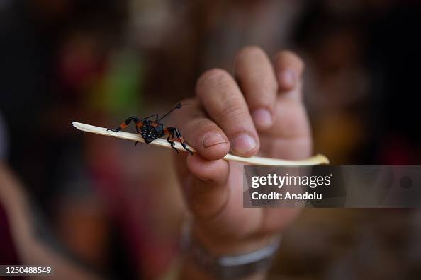 Insect Tasting A man prepares to taste an insect during the Bichopolis insects ...
