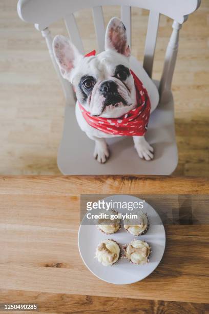 vue aérienne de français bulldog et cupcakes d’anniversaire - croquette pour chien photos et images de collection