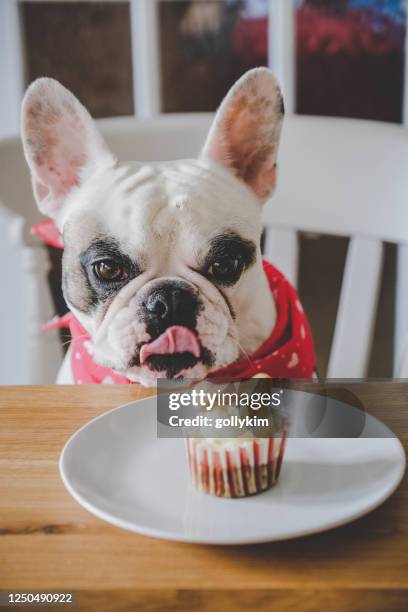 hungry french bulldog looking at her birthday cupcake - dog birthday stock pictures, royalty-free photos & images