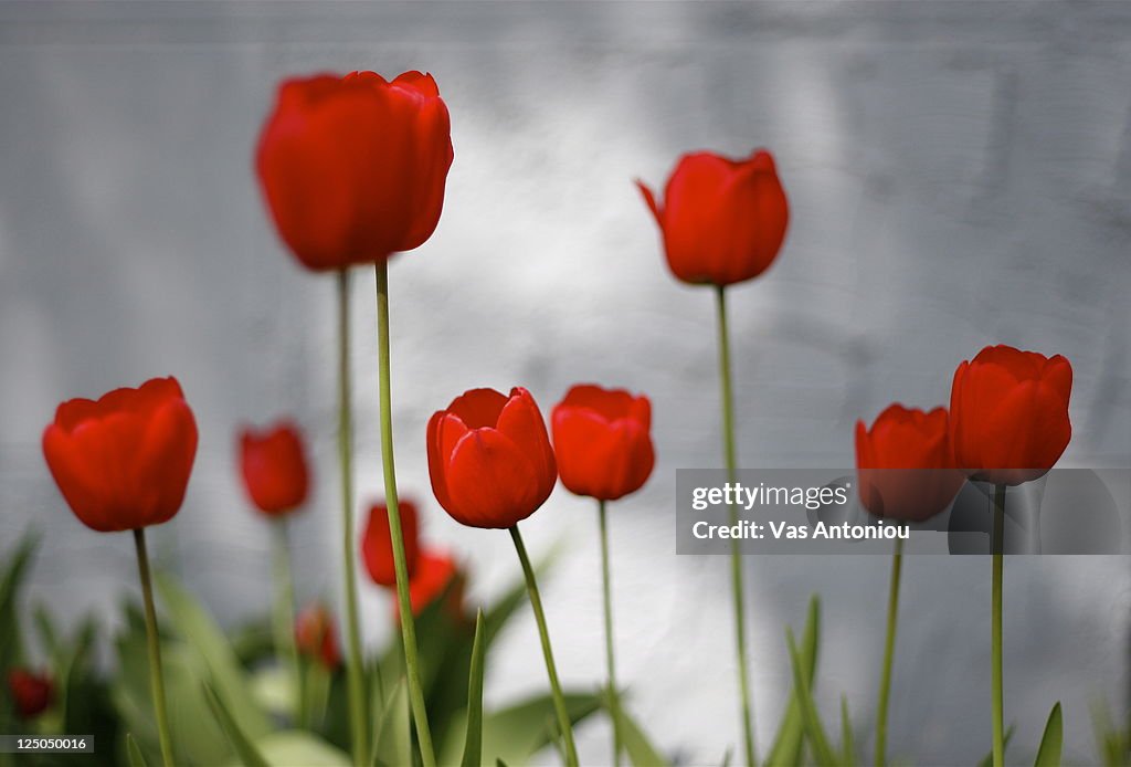 Red tulips