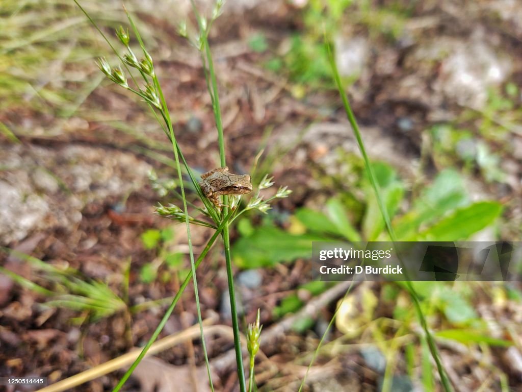 Pseudacris crucifer
