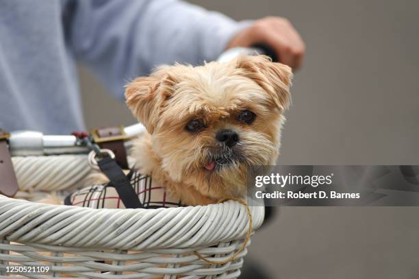 bike ride in the basket - shih tzu stock pictures, royalty-free photos & images