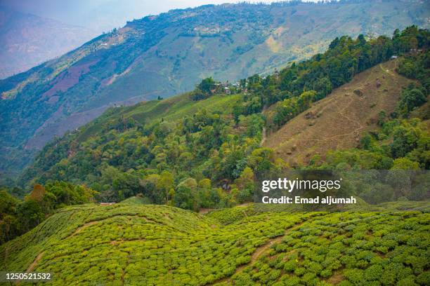 tea garden in darjeeling, india - japanese tea garden stock pictures, royalty-free photos & images