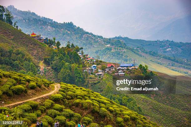 tea garden in darjeeling, india - india tea plantation stock-fotos und bilder