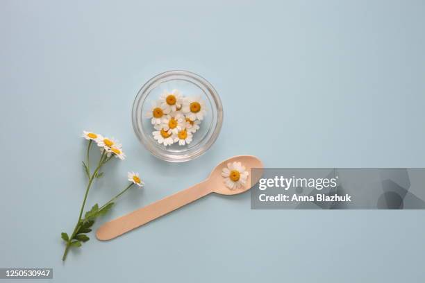 chamomile white flowers over blue background, copy space for text - camomilla foto e immagini stock