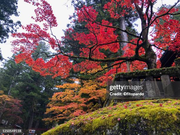 75 Nikkō National Park Stock Photos, High-Res Pictures, and Images ...