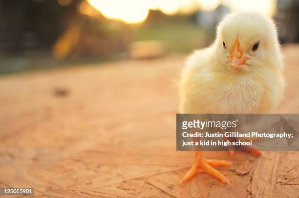 cute baby chicks - young bird stockfoto's en -beelden