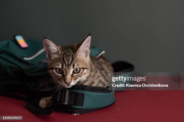 charming, grey, fluffy kitten, bouquet of blooming flowers, vintage books, pencils, red apple and a notepad with a handwritten inscription on a white, wooden table. welcome to school - desk of student alarm clock books and pencils stock pictures, royalty-free photos & images