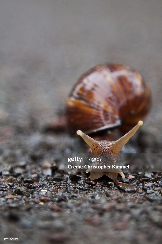 Snails pace