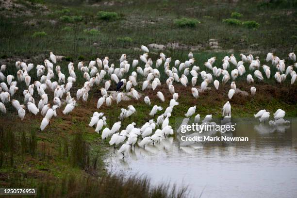 snowy and cattle egrets - cattle egret fotografías e imágenes de stock