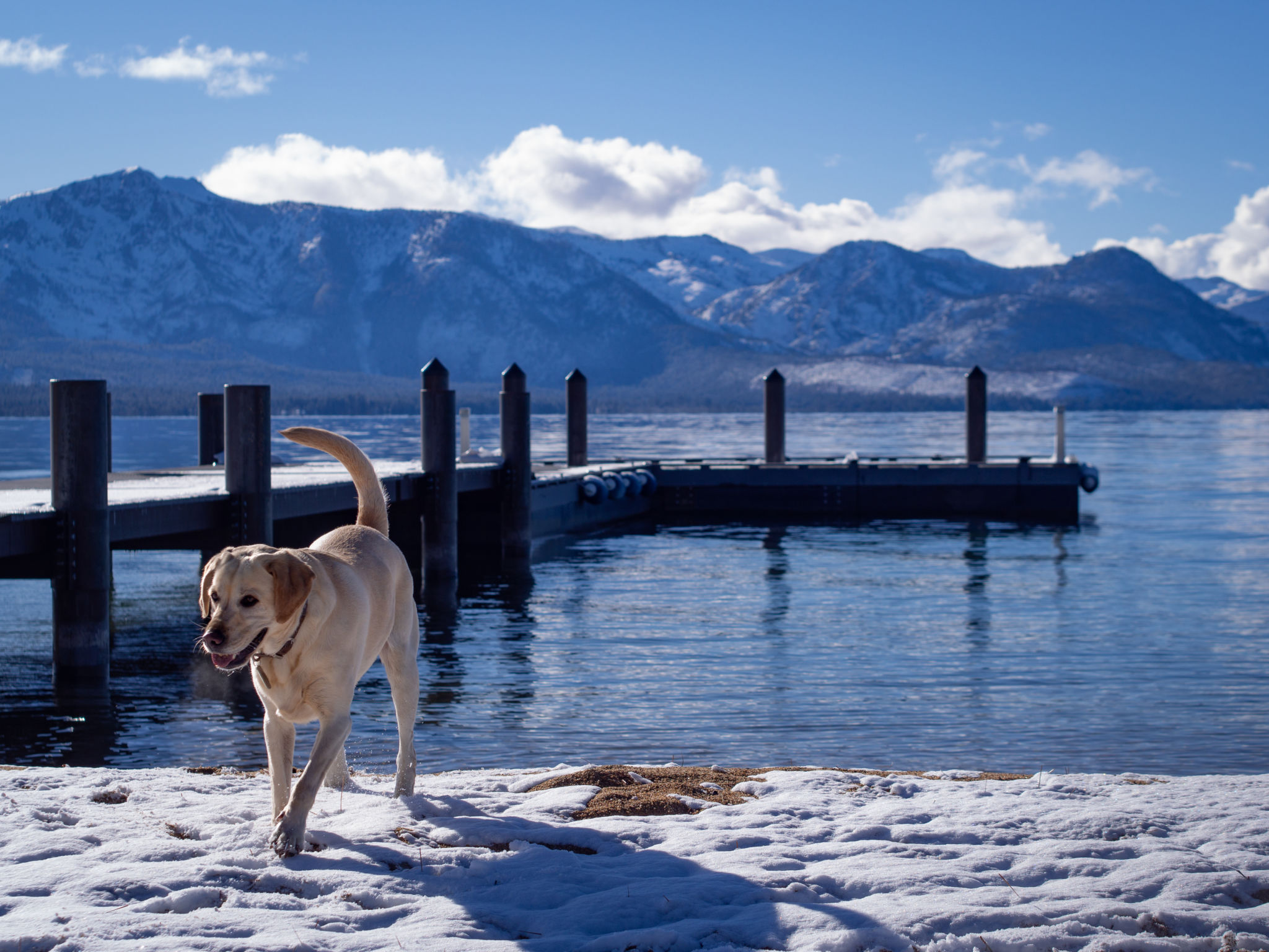 dog water winter