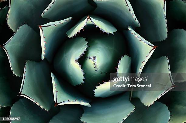 agave detail - agave stock pictures, royalty-free photos & images