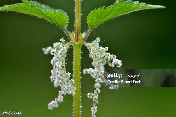 brennnesselblüte - brennessel stock-fotos und bilder